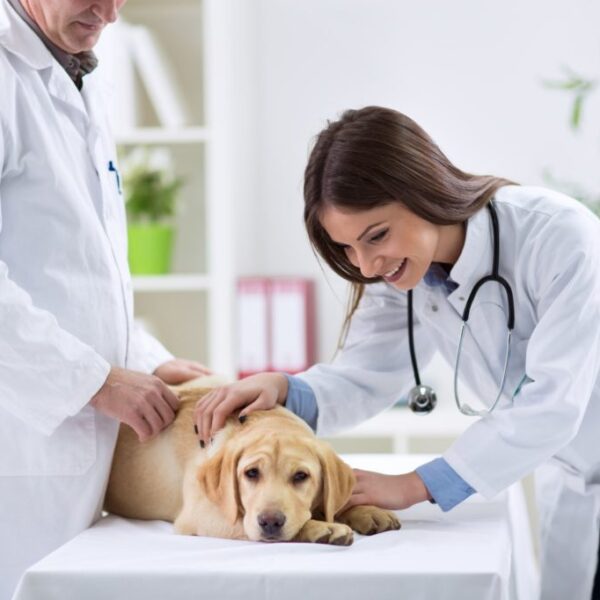 Teamwork veterinarian examining the sick dog